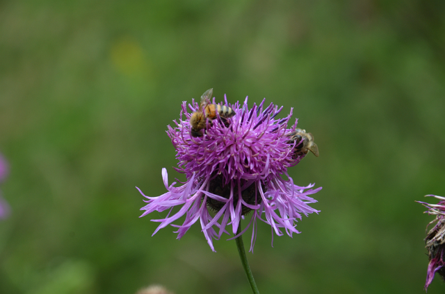 MicrosoftTeams-image (11).png